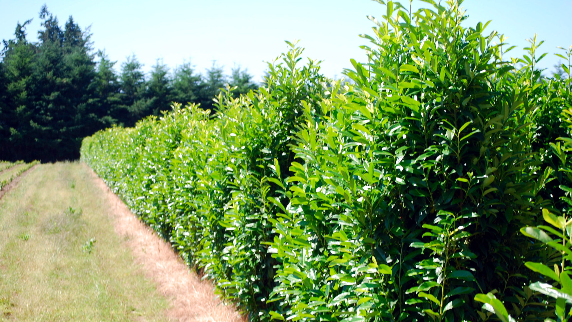 Prunus laurocerasus 'Skinny Skip'